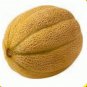 Honey Rock Cantaloupe 50 US Seeds Melon Fruit