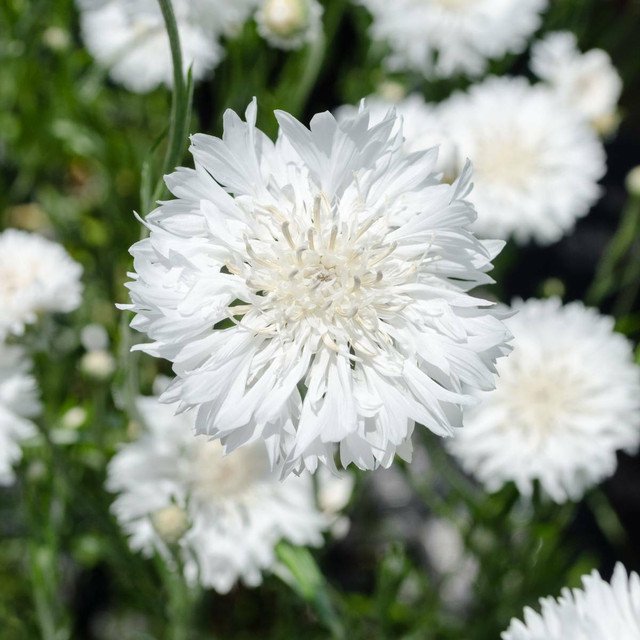 Tall White Bachelor Button Cornflower 200 US Seeds Flower