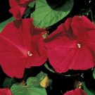 Morning Glory 30 US Seeds Scarlet O Hara Flower Annual CLIMBING VINES