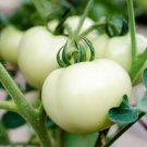 Great White Tomato 30 US Seeds Ct White Beefsteak Vegetable
