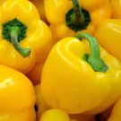 Sunbright Yellow Bell Pepper 25 US Seeds Vegetable