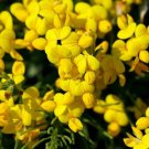 Birds Foot Trefoil 300 US Seeds Lotus Corniculatus Flower PERENNIAL