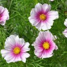 Cosmos Daydream 100 US Seeds Ct Flower BUTTERFLIES