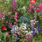 Partial Shade Wildflower Mix 200 US Seeds COLORFUL MIXTURE 13 Species