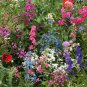 Partial Shade Wildflower Mix 200 US Seeds COLORFUL MIXTURE 13 Species