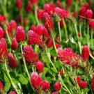 Crimson Clover 250 US Seeds Red Flower Trifolium Incarnatum