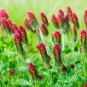 Crimson Clover 250 US Seeds Red Flower Trifolium Incarnatum