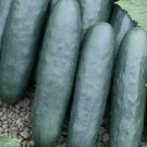 50 US Seeds Marketer Cucumber Vegetable Garden HEIRLOOM