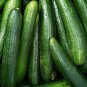 50 US Seeds Marketer Cucumber Vegetable Garden HEIRLOOM