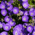 500 US Seeds Tussock Bellflower Campanula Carpatica Flower Perennial