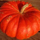 Cinderella Pumpkin 10 US Seeds Ct Rouge vif Detampes