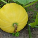 5 US Seeds Pumpkin Yellow Of Paris Giant DE PARIS Vegetable