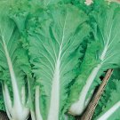Chinese Michihili Cabbage 500 US Seeds Vegetable Garden
