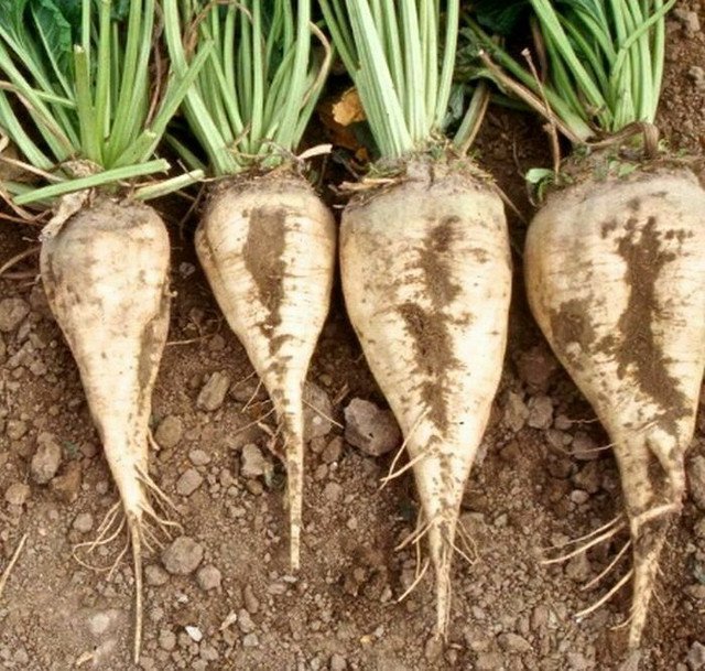 100 US Seeds Sugar Beet Ct Vegetable Garden