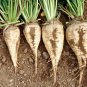 100 US Seeds Sugar Beet Ct Vegetable Garden
