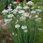 200 US Seeds Garlic Chives Herb Vegetable Garden