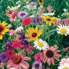 Cutflower Wildflower Mix 200 US Seeds COLORFUL MIXTURE 19 Species