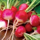 Sparkler Radish 200 US Seeds Ct Heirloom Vegetable Garden