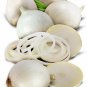 200 US Seeds Onion White Sweet Spanish Mild Vegetable Garden