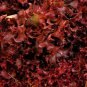 600 US Seeds Ruby Red Lettuce Vegetable Garden Heirloom