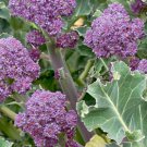 Early Purple Sprouting Broccoli 600 US Seeds