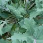 Red Russian Kale 500 US Seeds Vegetable Garden Heirloom