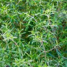 Summer Savory 500 US Seeds Satureja Hortensis Herb Culinary Medicinal