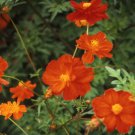 100 US Seeds Cosmos Dwarf Red Sulphur Ct Flower Cosmos SULPHUREUS ANNUAL Bees