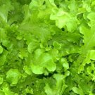 Salad Bowl Lettuce 600 US Seeds Vegetable Garden Heirloom