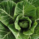 Collard Vates 500 US Seeds Greens Vegetable