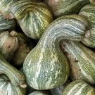 Green Striped Cushaw Pumpkin 10 US Seeds Ct Gourd Squash Vegetable