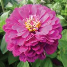 Purple Zinnia 100 US Seeds Purple Prince Flower Zinnia Elegans