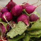 Purple Plum Radish 200 US Seeds Ct Vegetable Garden Heirloom
