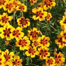Dainty Marietta Marigold 150 US Seeds DWARF Flower Tagetes Patula