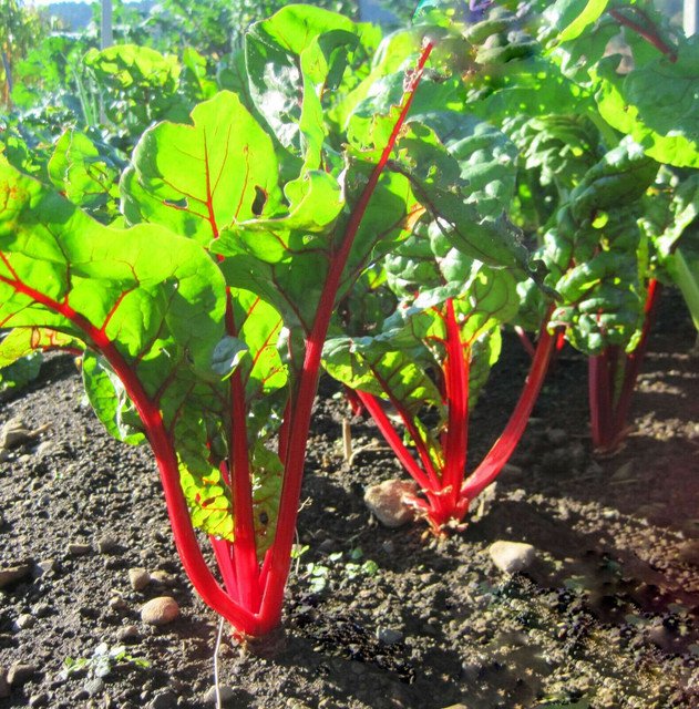 50 US Seeds Ruby Red Swiss Chard Ct Vegetable Garden Heirloom