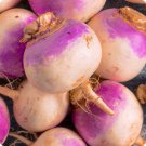 Laurentain Rutabaga 300 US Seeds Vegetable Brassica Napus