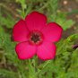 Scarlet Flax Red Flower 250 US Seeds Linum Rebrum Annual Garden