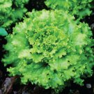 Grand Rapids Lettuce 600 US Seeds Vegetable