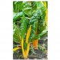 Canary Yellow Swiss Chard 100 US Seeds Ct Vegetable Garden