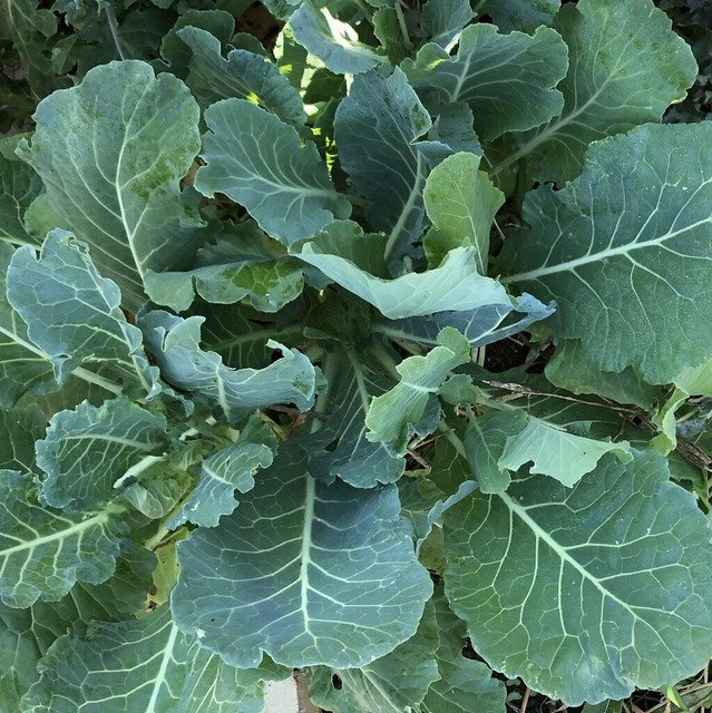 Morris Heading Collard 300 US Seeds Greens Vegetable Garden