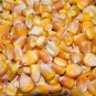 Truckers Favorite Yellow Corn 25 US Seeds Ct Vegetable Garden Heirloom