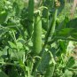 Little Marvel Pea 25 US Seeds Ct Pod Vegetable Garden