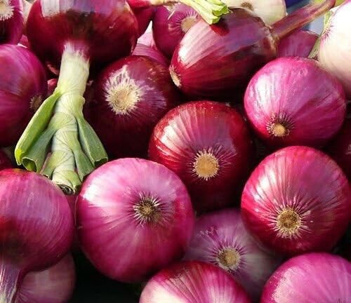 Ruby Red Onion 200 US Seeds Allium Cepa Vegetable Garden