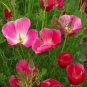 Carmine King California Poppy 250 US Seeds Flower Eschscholzia Californica