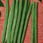 Improved Tendergreen Bean 50 US Seeds Bush Stringless Green Vegetable Garden