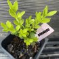 True Dwarf English Boxwood buxus US Plant