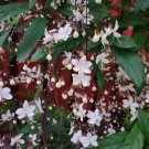 LIVE PLANT CLERODENDRUM LIGHT BULBS ~CHAINS OF GLORY~5 TO 7" TALL TROPICAL PLANTS