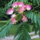 1 STARTER LIVE PLANTS SILK MIMOSA TREE 6" FRAGRANT PINK FLOWERS ALBIZIA SAPLING