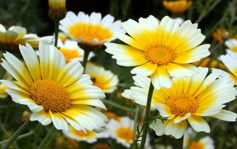 75 Daisy Seeds, Garland Daisy, Crown Daisies, Heirloom Wildflower ...