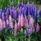 50 Lupine Seed, Russell Lupine, Wildflower Seed, Heirloom Flower Seed, Non-Gmo